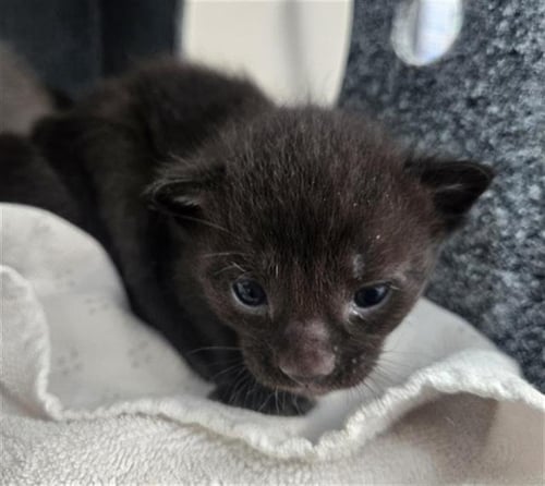SPRITE - Domestic Short Hair available for adoption