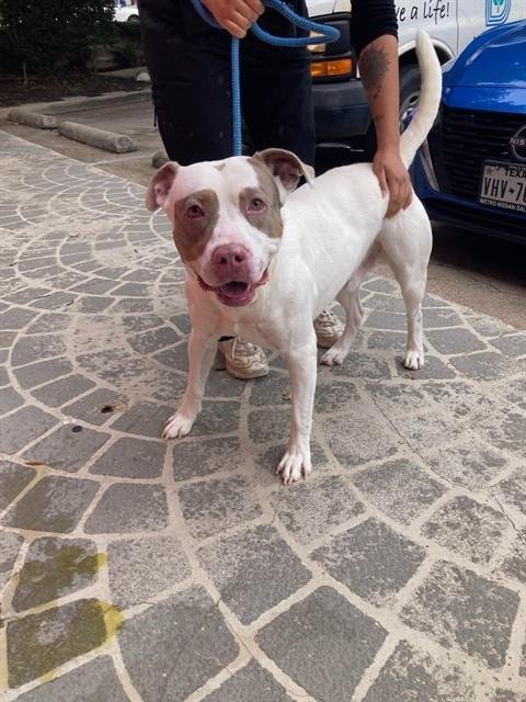 THRIFTY - Pit Bull Terrier available for adoption