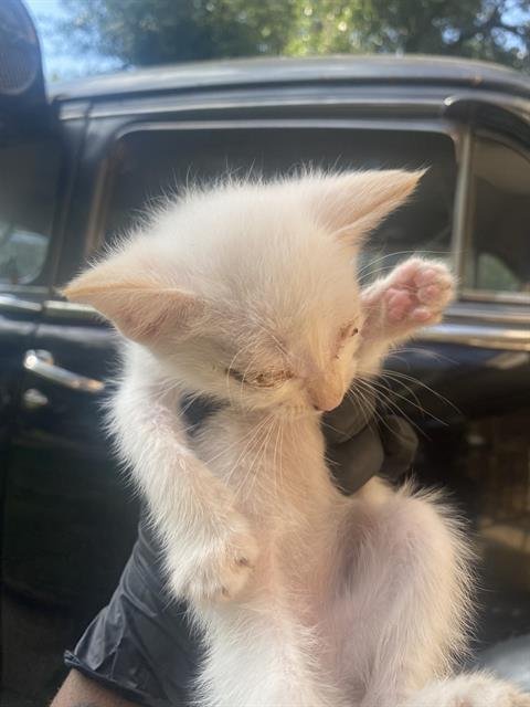 SNOW - Domestic Short Hair available for adoption