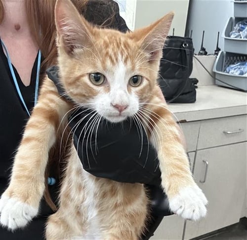 SOL - Domestic Short Hair available for adoption