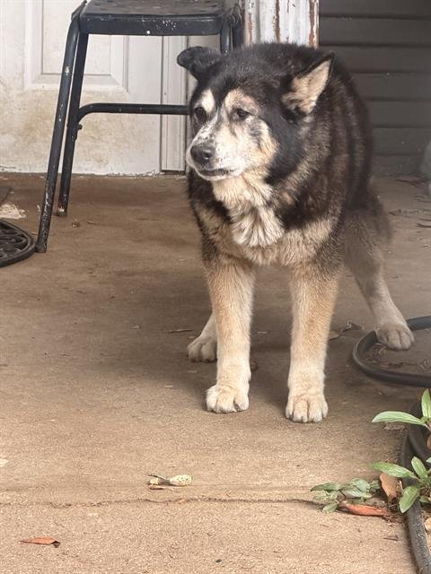 CHAPO - German Shepherd Dog available for adoption