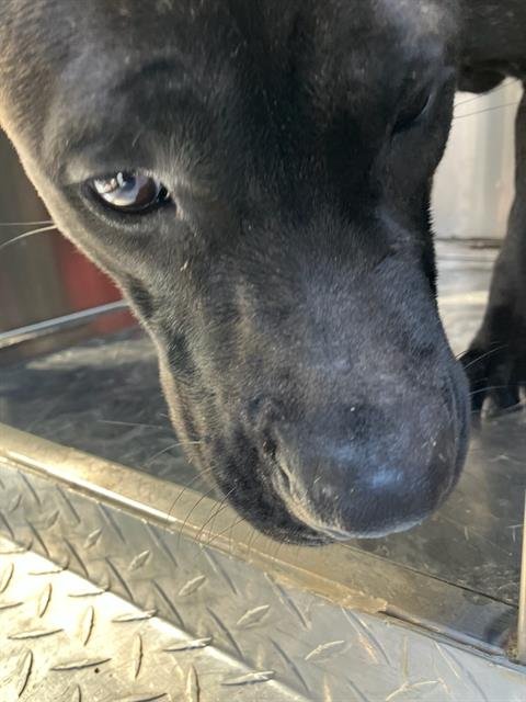 KELLY - Cane Corso Mastiff available for adoption