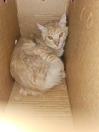 SIMON - Photo 1