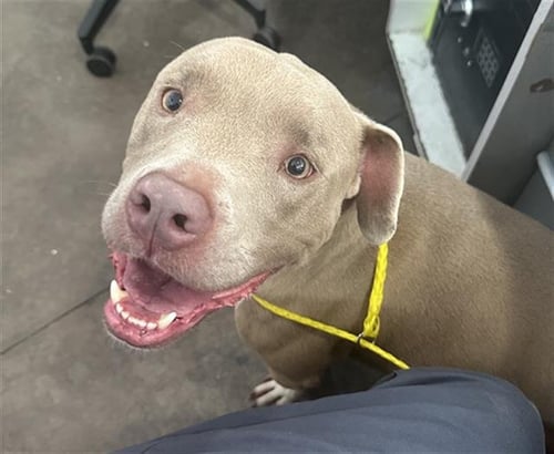 SEBASTIAN - Pit Bull Terrier available for adoption