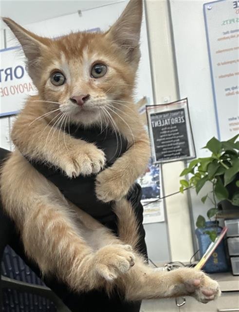 DEXTER - Domestic Short Hair available for adoption