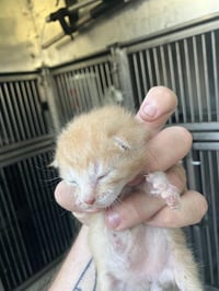 KITTEN 1 - Photo 1