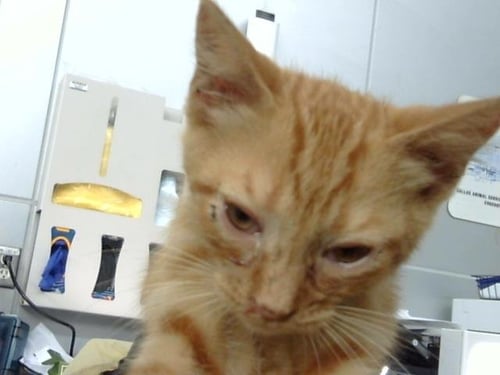 BUMI - Domestic Short Hair available for adoption
