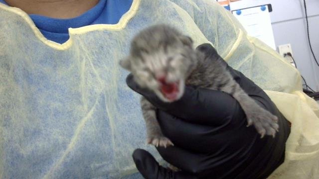 KITTEN 1 Image