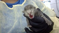 KITTEN 1 - Photo 1