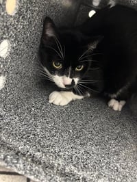 OREO - Photo 1