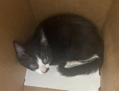 STRIP - Domestic Short Hair available for adoption