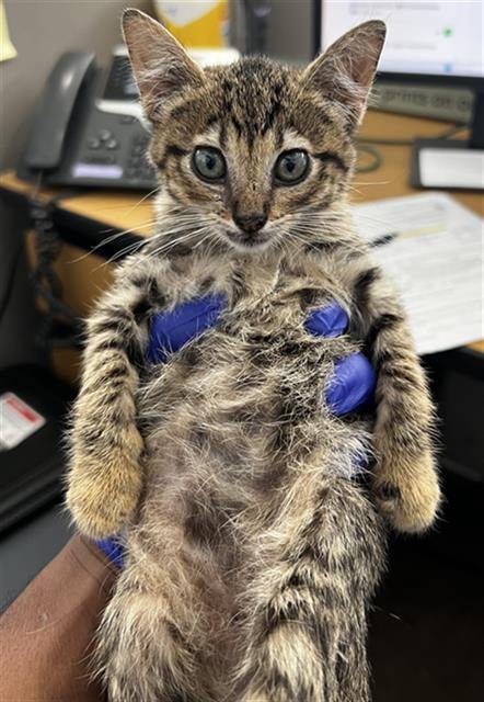 HANK - Domestic Medium Hair available for adoption