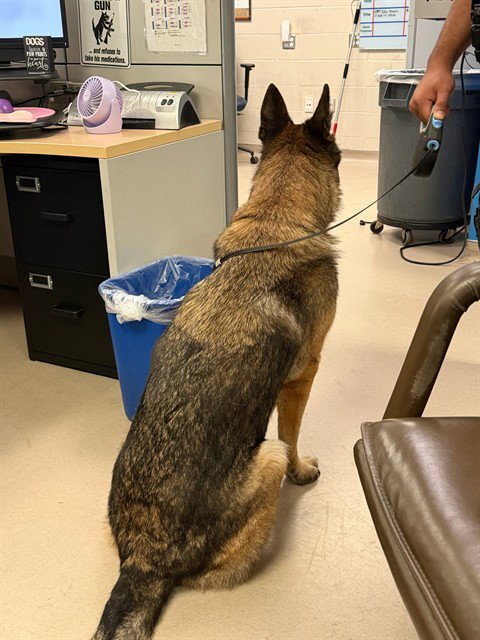 JUAN CARLO - German Shepherd Dog available for adoption