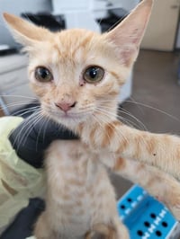 MAUDELINE - Photo 1