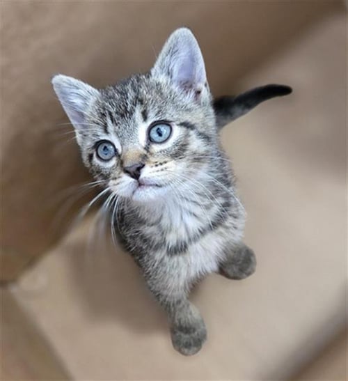 BUTTERCUP - Domestic Short Hair available for adoption