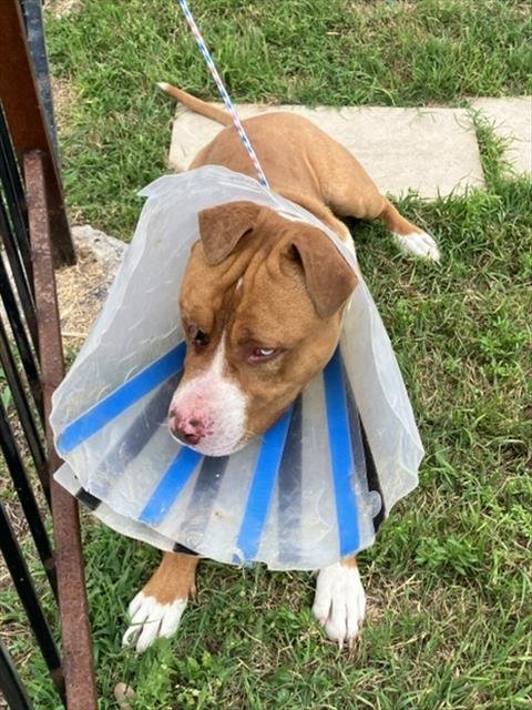 BO - Pit Bull Terrier available for adoption