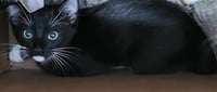 CHARLIE - Photo 1