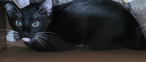 CHARLIE - Domestic Medium Hair available for adoption