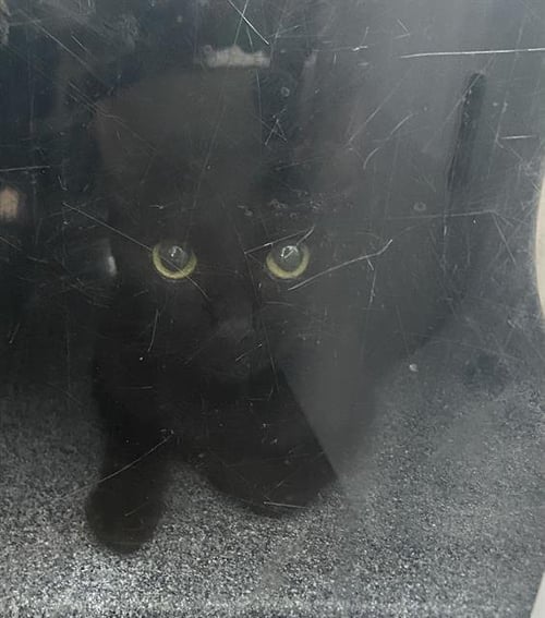 BELDAM - Domestic Short Hair available for adoption
