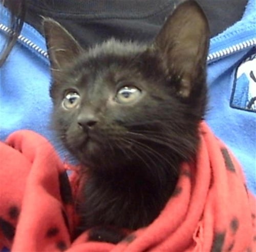 CHANEL - Domestic Short Hair for adoption in Irving