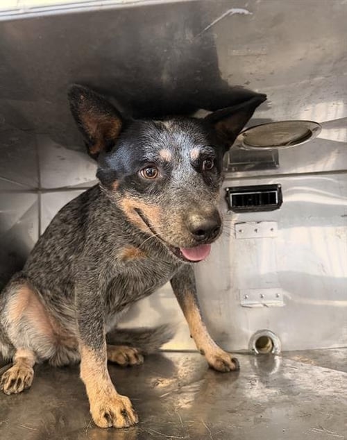 NOEL - Australian Cattle Dog/Blue Heeler available for adoption