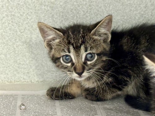DOC HUDSON - Domestic Medium Hair available for adoption