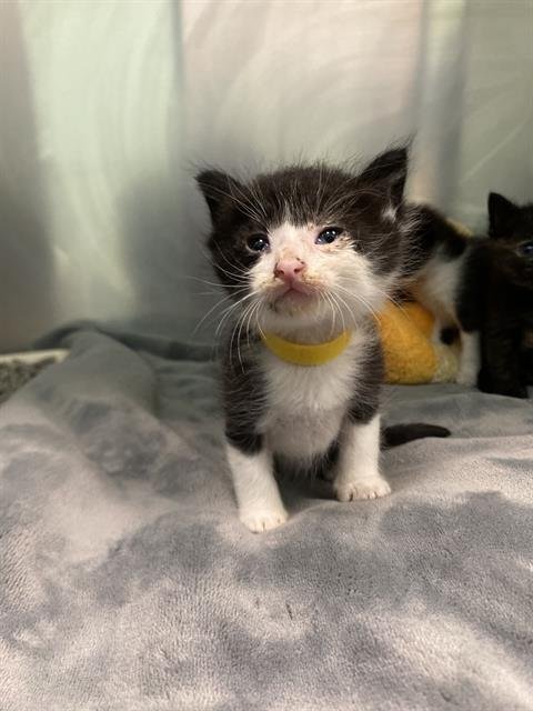 MAKUNGA - Domestic Short Hair available for adoption