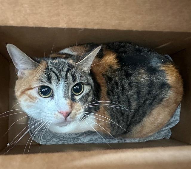 LILLY - Domestic Short Hair available for adoption