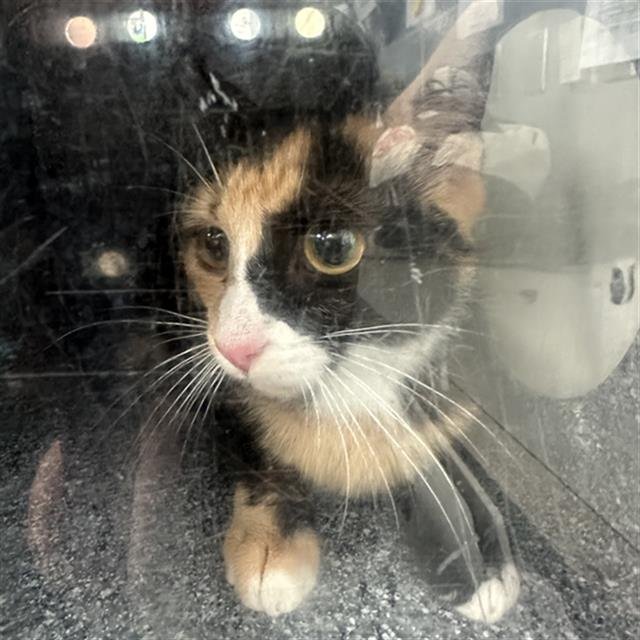CLEOPATRA Image
