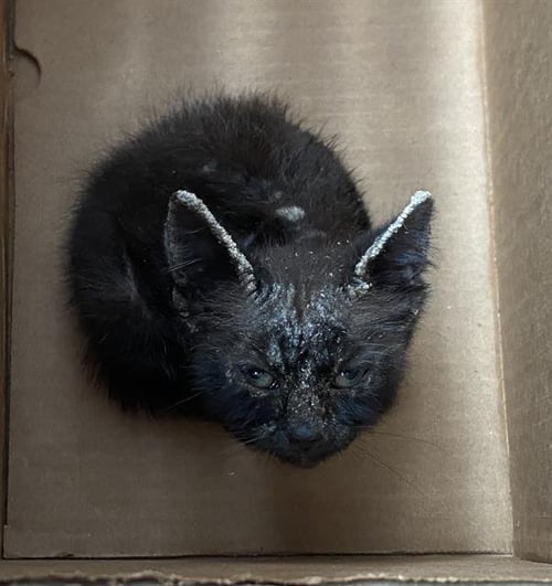 MCNUGGET - Domestic Short Hair available for adoption