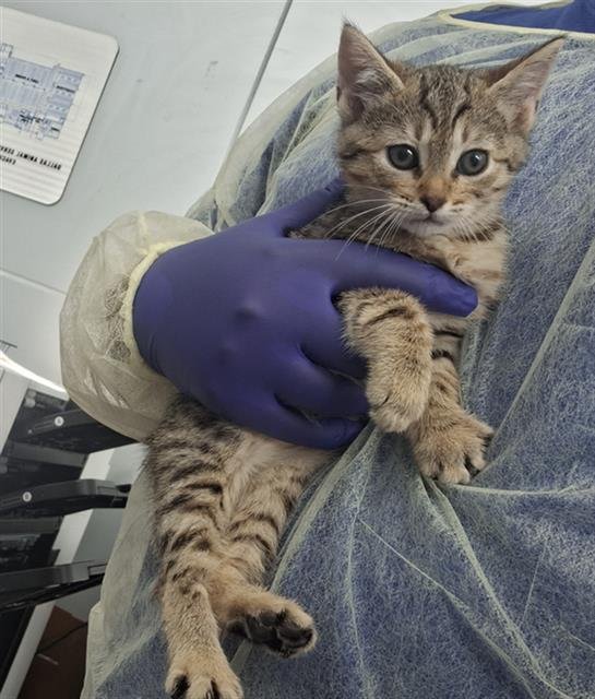 CURIE - Domestic Short Hair available for adoption
