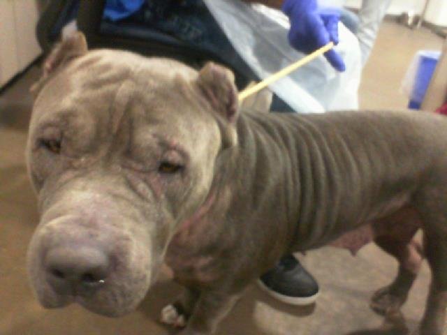 MOON - Pit Bull Terrier for adoption in Irving