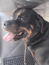 BRUNO - Photo 1