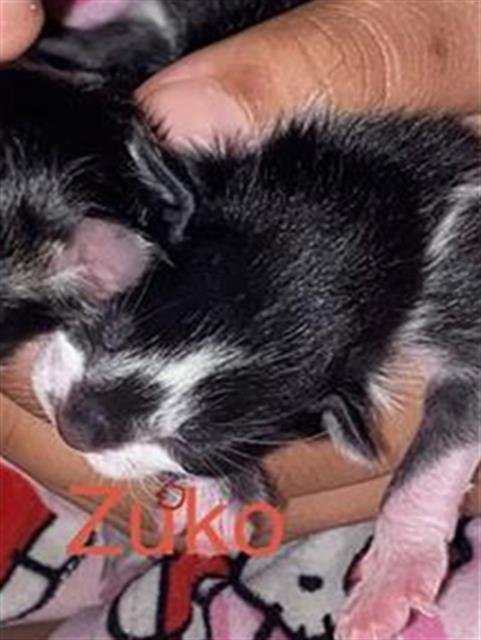 ZUKO - Domestic Short Hair available for adoption