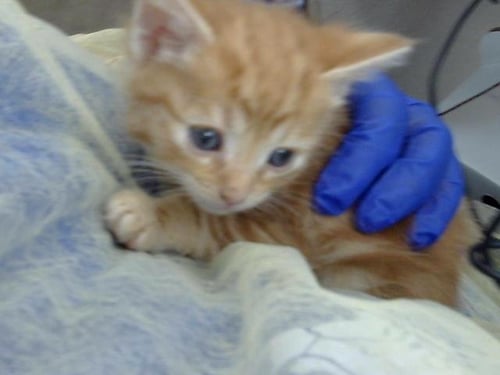 LOBSTER - Domestic Short Hair available for adoption
