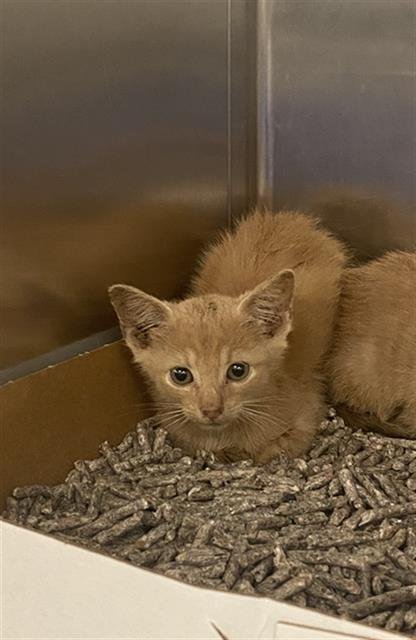 LUKE - Domestic Short Hair available for adoption