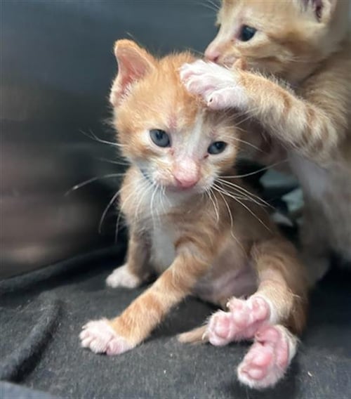 CHEETOS - Domestic Short Hair available for adoption