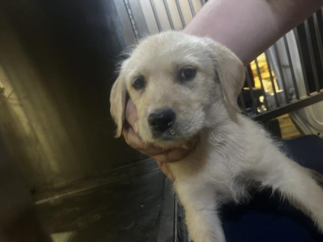 CANDY - Labrador Retriever available for adoption