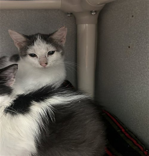 WILLOW - Domestic Short Hair available for adoption
