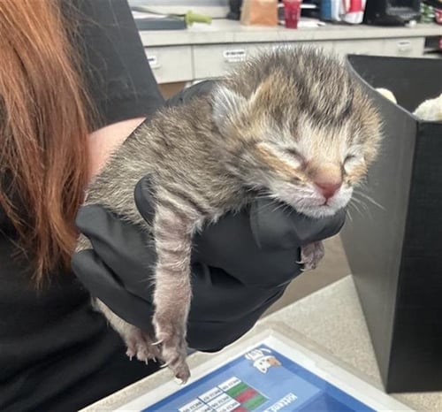 BUTTERCUP - Domestic Short Hair available for adoption