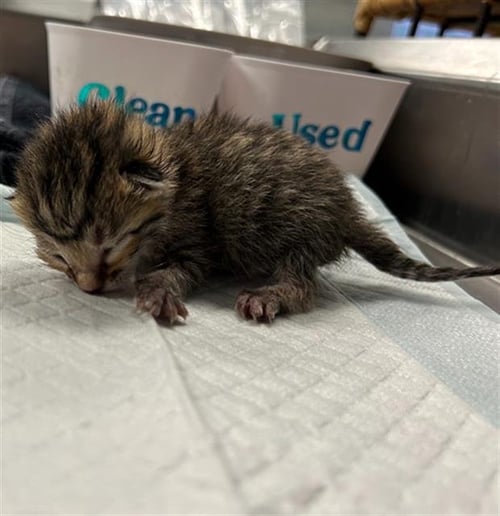 BUTTERCUP - Domestic Short Hair available for adoption
