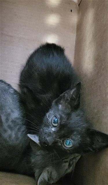 ATLAS - Domestic Medium Hair available for adoption
