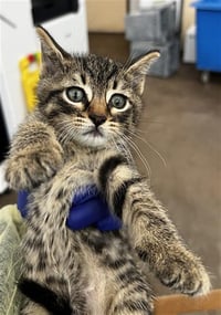 MILO - Photo 1