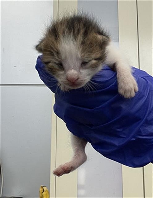 SKY - Domestic Short Hair available for adoption