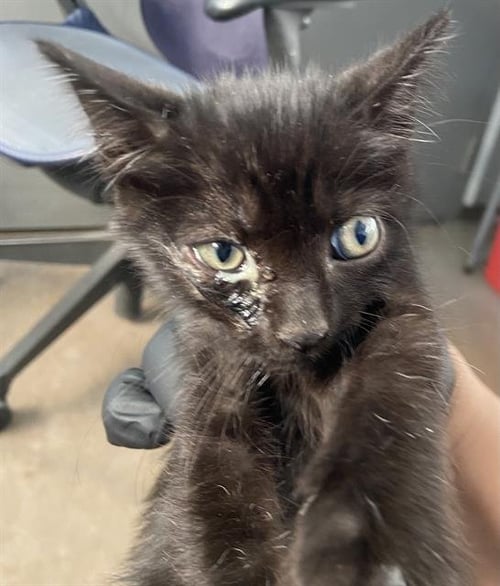 LAZLO - Domestic Short Hair available for adoption