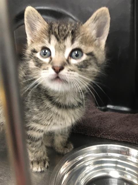 SAM - Domestic Short Hair available for adoption