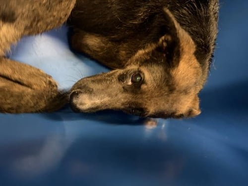 BABY - German Shepherd Dog available for adoption