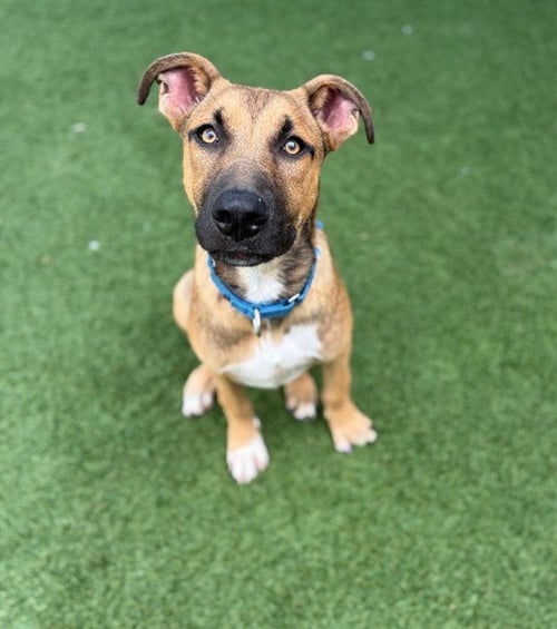 HAM - German Shepherd Dog available for adoption