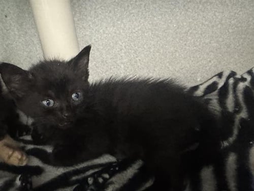 LESLIE - Domestic Short Hair available for adoption