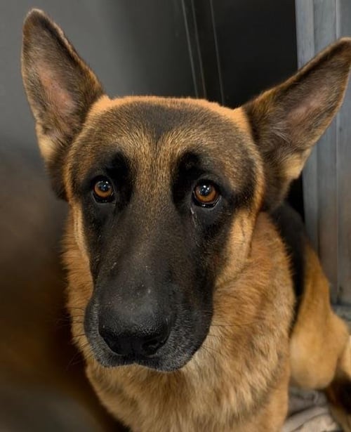 CLIFF - German Shepherd Dog available for adoption